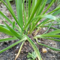 Aglio montano (Allium senescens)