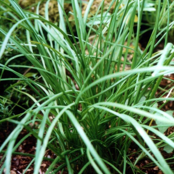 Erba cipollina cinese (Allium odorum) semi