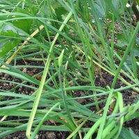 Erba cipollina cinese (Allium odorum) semi