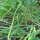 Erba cipollina cinese (Allium odorum) semi