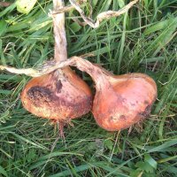 Cipolla bionda Stuttgarter Riesen (Allium cepa) semi