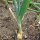 Cipolla bionda Stuttgarter Riesen (Allium cepa) semi