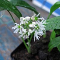 Aglio orsino (Allium ursinum) semi