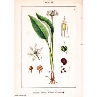 Aglio orsino (Allium ursinum) semi