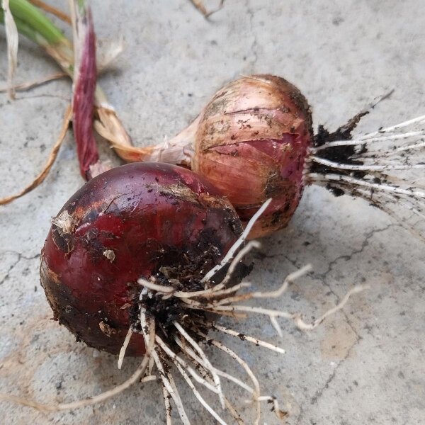 Cipolla rossa di Brunswick (Allium cepa) semi