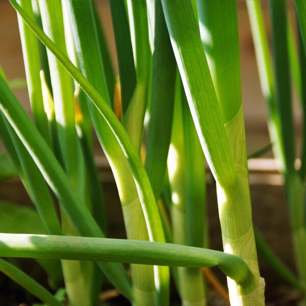 Cipolla dinverno Ishikura (Allium fistulosum) semi