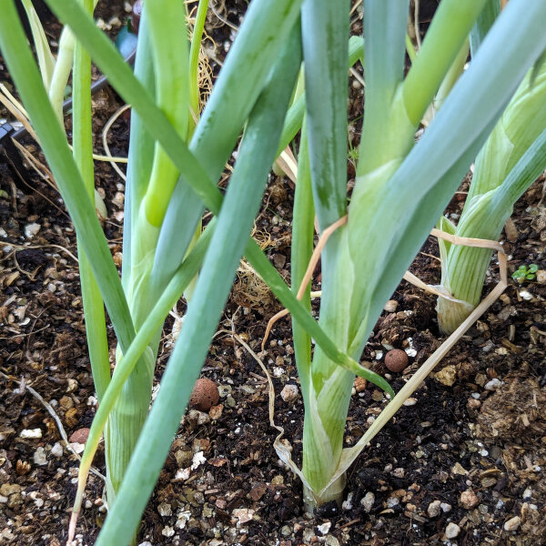 Cipolla dinverno Shimonita (Allium fistulosum) semi