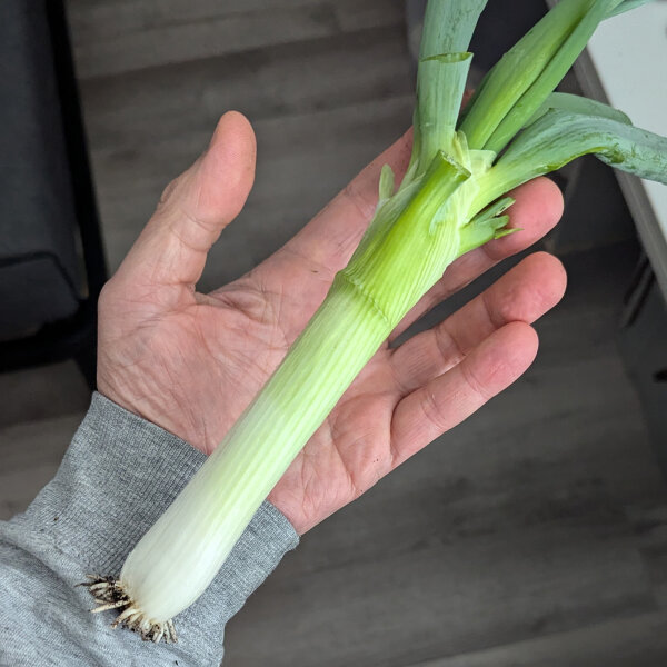 Cipolla dinverno Shimonita (Allium fistulosum) semi