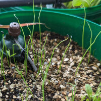 Cipolla dinverno Shimonita (Allium fistulosum) semi