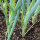 Cipolla dinverno Shimonita (Allium fistulosum) semi