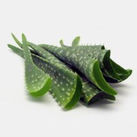 Aloe vera (Aloe barbadensis) semi