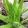 Aloe vera (Aloe barbadensis) semi