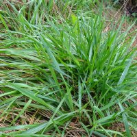 Paleo oloroso (Anthoxanthum odoratum) semi