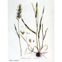 Paleo oloroso (Anthoxanthum odoratum) semi