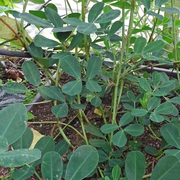 Arachide (Arachis hypogaea) semi