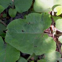 Bardana (Arctium lappa var. sativa) semi