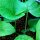 Bardana (Arctium lappa var. sativa) semi