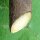 Bardana (Arctium lappa var. sativa) semi