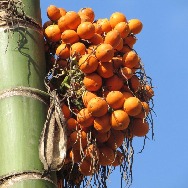 Palma di Betel / noce di Betel (Areca catechu) semi