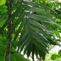 Palma di Betel / noce di Betel (Areca catechu) semi