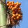 Palma di Betel / noce di Betel (Areca catechu) semi