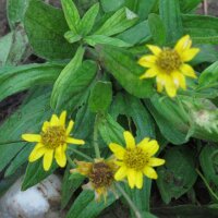 Arnica americana (Arnica chamissonis ssp. foliosa) semi