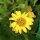 Arnica americana (Arnica chamissonis ssp. foliosa) semi