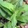 Arnica americana (Arnica chamissonis ssp. foliosa) semi