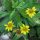Arnica americana (Arnica chamissonis ssp. foliosa) semi