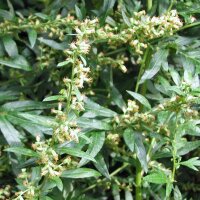 Artemisia comune (Artemisia vulgaris) semi