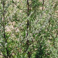 Artemisia comune (Artemisia vulgaris) semi