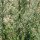 Artemisia comune (Artemisia vulgaris) semi