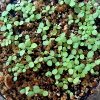 Qing Hao / artemisia annua (Artemisia annua) semi