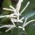 Barba di capra (Aruncus dioicus syn. A. sylvestris) semi