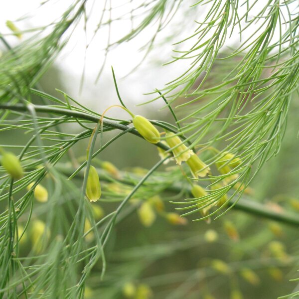 Asparago verde - varietà selvatica (Asparagus officinalis) semi
