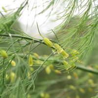 Asparago verde - varietà selvatica (Asparagus...