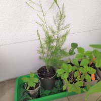 Asparago verde - varietà selvatica (Asparagus...