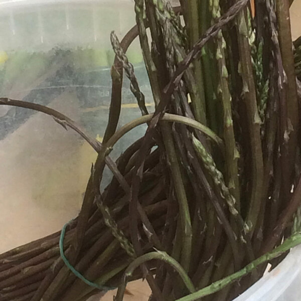 La Flora Del Parco: Asparago Selvatico (Asparagus Acutifolius - Foto 8