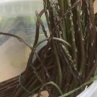 Asparago selvatico (Asparagus acutifolius) semi