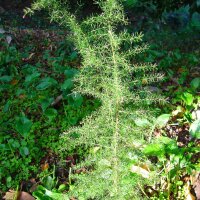 Asparago selvatico (Asparagus acutifolius)