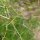 Asparago selvatico (Asparagus acutifolius) semi