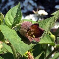 Belladonna (Atropa belladonna var. belladonna) semi