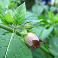 Belladonna (Atropa belladonna var. belladonna) semi