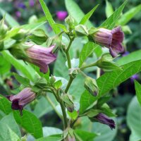 Belladonna (Atropa belladonna var. belladonna) semi