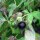 Belladonna (Atropa belladonna var. belladonna) semi