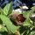 Belladonna (Atropa belladonna var. belladonna)