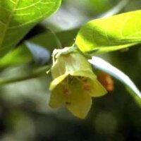Belladonna gialla (Atropa belladonna var. lutea) semi