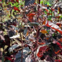 Bietolone rosso (Atriplex hortensis) semi