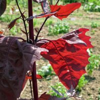 Bietolone rosso (Atriplex hortensis)