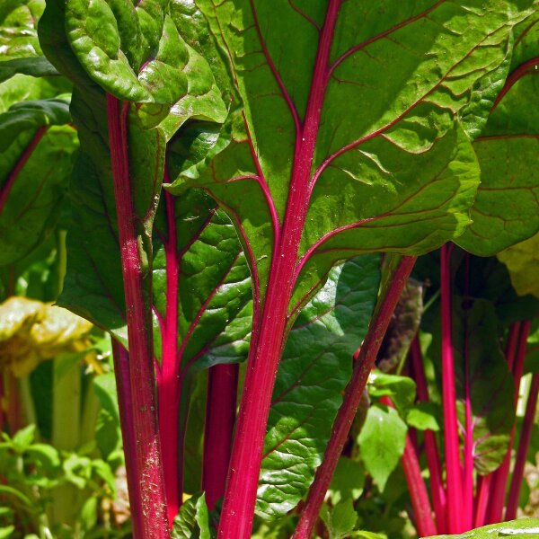 Bietola rossa Vulkan (Beta vulgaris var. cicla) semi